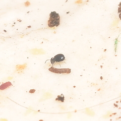 Sminthurinus elegans