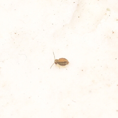 Sminthurinus elegans