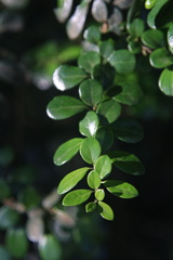 Azara microphylla