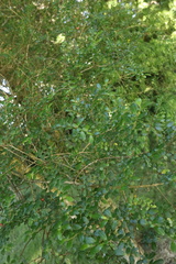 Azara microphylla