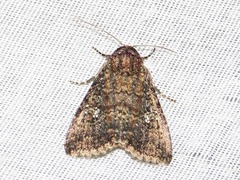 Condica capensis