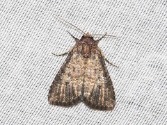 Condica capensis
