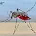 Mosquitoes and Midges - Photo (c) Marcello Consolo, some rights reserved (CC BY-NC-SA)