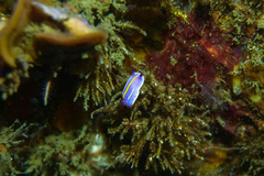 Felimida macfarlandi