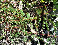 Bossiaea lenticularis