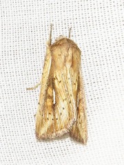 Mythimna ustata
