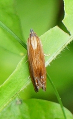 Eucosma umbrastriana