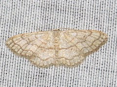 Scopula sinnaria