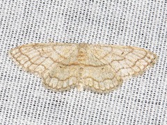 Scopula sinnaria