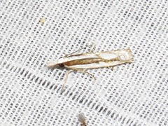 Crambus attis