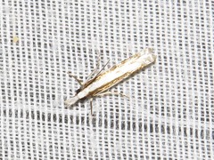 Crambus attis