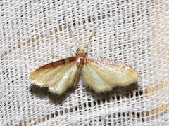 Idaea umbricosta