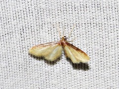 Idaea umbricosta