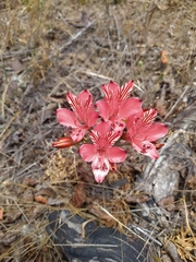 Alstroemeria ligtu ligtu