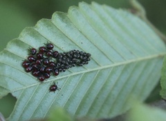 Brontocoris nigrolimbatus