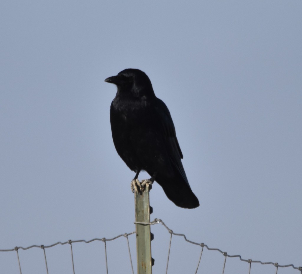 January Crow American Crow from Ada County, ID, USA on January 16, 2021 at 10:58 AM ...