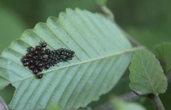 Brontocoris nigrolimbatus
