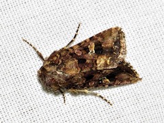 Tycomarptes inferior