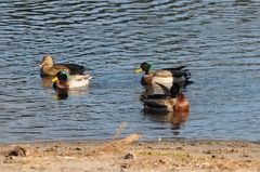 Anas platyrhynchos