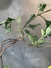 Ruellia drummondiana