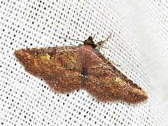 Cerynea thermesialis