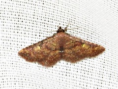 Cerynea thermesialis