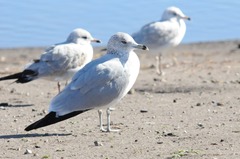 Larus delawarensis