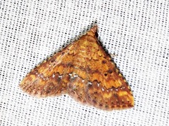 Cerynea thermesialis