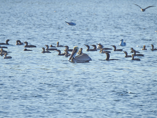 Brown Pelican photographed in Georgia