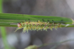 Ormiscodes amphimone
