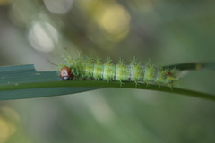 Ormiscodes amphimone