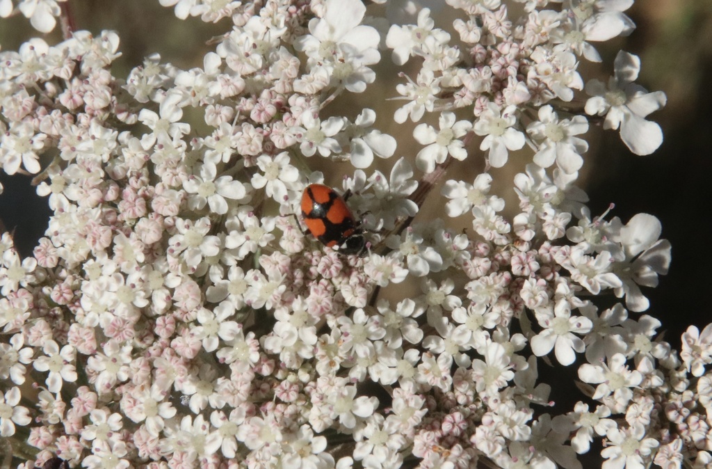 Eriopis eschscholtzii