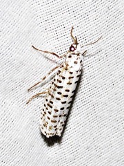 Yponomeuta strigillatus