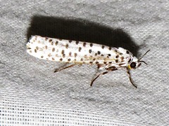 Yponomeuta strigillatus