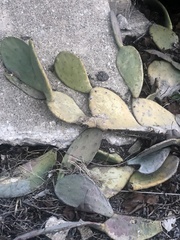 Opuntia cacanapa