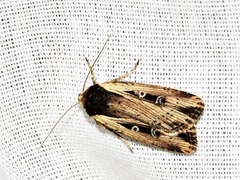 Axylia annularis