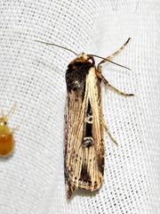 Axylia annularis