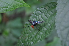 Loxoneura