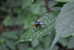 Loxoneura