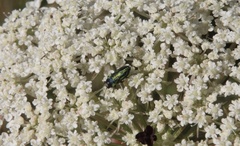 Bilyaxia cordillerae