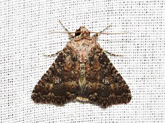Condica capensis