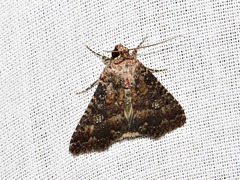 Condica capensis
