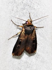 Effractilis effracta