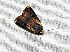 Effractilis effracta