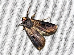 Effractilis effracta