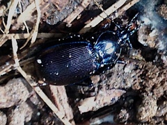 Sphaeroderus stenostomus