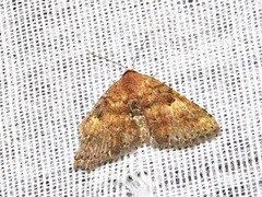 Cerynea thermesialis