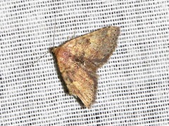 Cerynea thermesialis