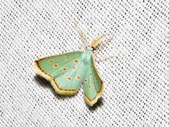 Comostolopsis stillata stillata