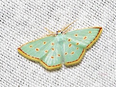 Comostolopsis stillata stillata